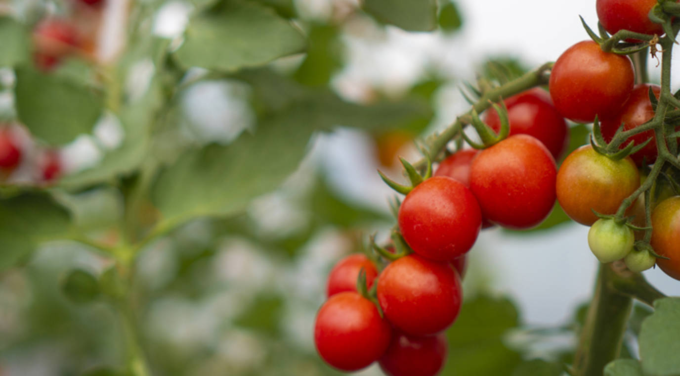 tomaten_pggm