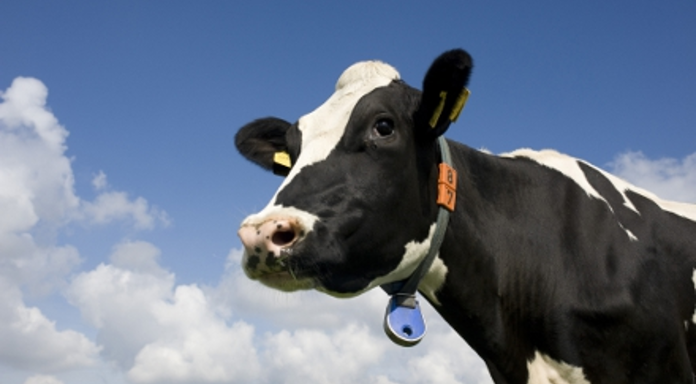 20191010 Cow